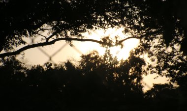 How to rescue a snake from the wild