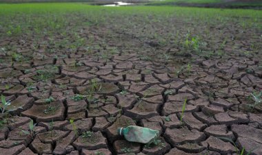 UNDP and NFA to Electronically monitor and conduct surveillance against illegal deforestation activities in Uganda.