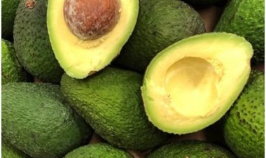 Minister Tumwebaze advises Busoga farmers to replace Sugarcane growing with  ovacado