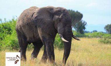 Our national parks remain safe to visitors; UWA assures tourists after elephant attack.