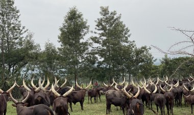 Government bans transportation of livestock at night; practice is now punishable by the law.