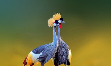 Museveni advises Tourism stakeholders to include private tour operators on major tourism Boards