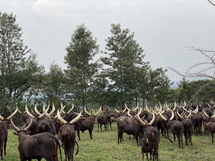 Government bans transportation of livestock at night; practice is now punishable by the law.