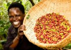 ‘Vinci, the Lubowa hospital investor has our best interests, we shall invest   $80m  as part of the coffee deal’ - Ggoobi