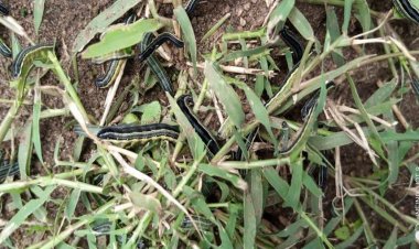African Army worm outbreak  is due to Climate Change - Government