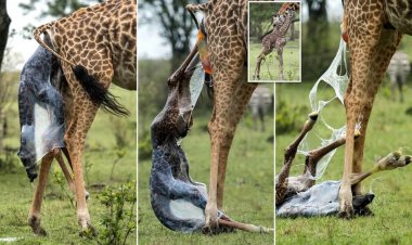 Did you know that a giraffe gives birth while standing…? Here is what you need to know about Giraffes in Uganda