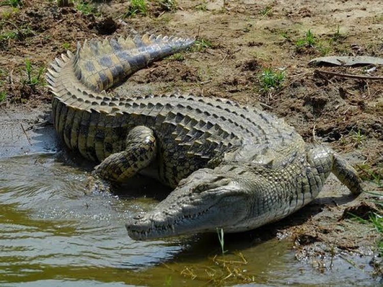 The world’s largest reptile species, also one of the oldest families on earth- an depth insight about Crocodiles.