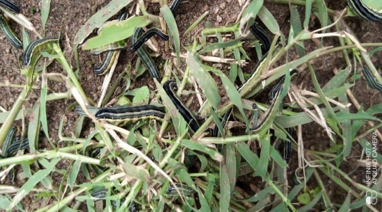 African Army worm outbreak  is due to Climate Change - Government