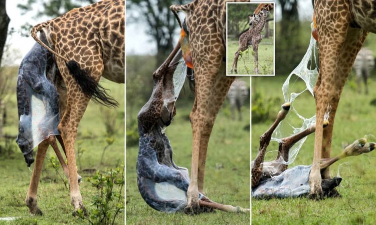 Did you know that a giraffe gives birth while standing…? Here is what you need to know about Giraffes in Uganda