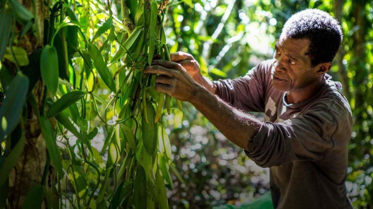 STOP IT! Government says immature vanilla harvesting is pushing away global buyers