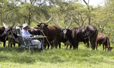 Museveni tips Ugandans on Ankole cows, destructive inheritance and wealth creation