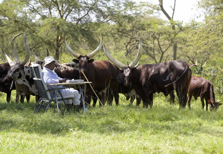 Museveni tips Ugandans on Ankole cows, destructive inheritance and wealth creation