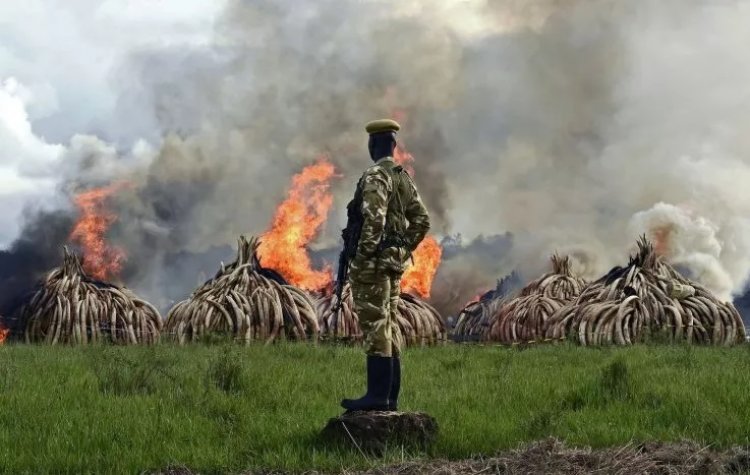 Spotlight on Kenya's ambitions to control wildlife crime