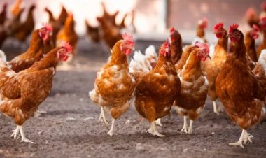 At least a third of African companies providing eggs and egg products have pledged to cage free systems – Report