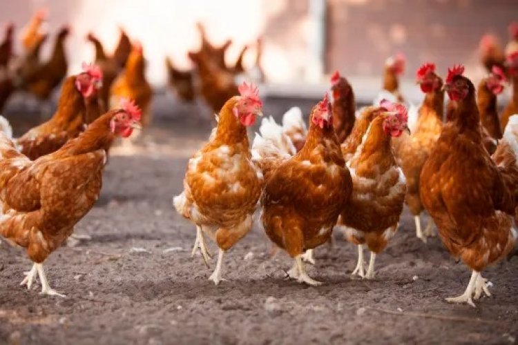 At least a third of African companies providing eggs and egg products have pledged to cage free systems – Report