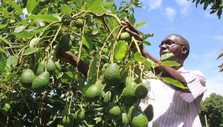 Uganda’s Green Gold, Fostering Sustainability and Prosperity through Agrotourism