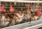 Factory Farming Contributes to Global Greenhouse Gases Fuelling Climate Change - Report
