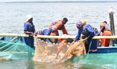 The growth of aquaculture raises concern about the decline in fish welfare in Lake Victoria - Research