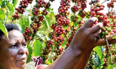 Uganda Achieves Record Coffee Exports in January 2024