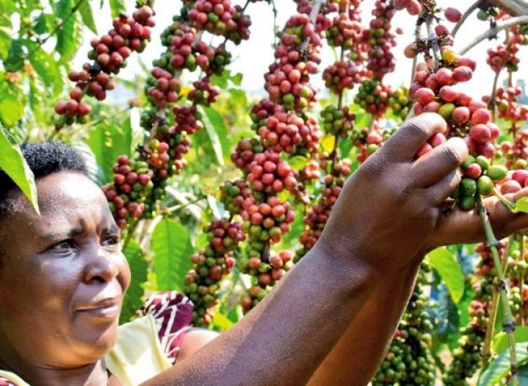 Uganda Achieves Record Coffee Exports in January 2024