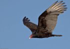Zambia Turns to Vultures as Allies Against Wildlife Poachers