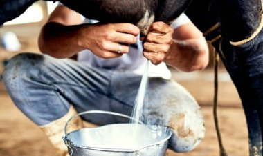 Uganda's Dairy Exports to Kenya Triple