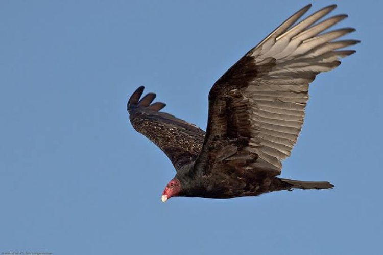 Zambia Turns to Vultures as Allies Against Wildlife Poachers