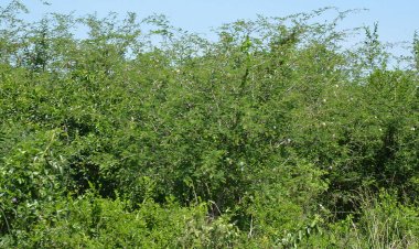 WWF, UWA Launch Initiative to Combat Invasive Species Threatening Queen Elizabeth National Park