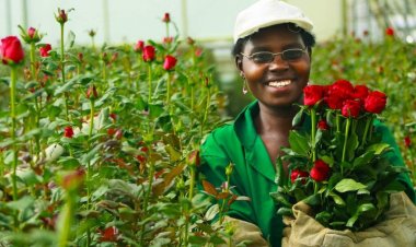 UK Temporarily Waives Cut Flower Tariffs to Boost Trade with East Africa