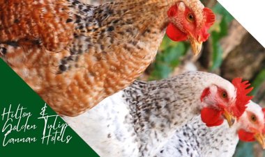 Hilton, Louvre Hotels Group, and Meliá Hotels International Lead the Charge Towards 100?ge-Free Eggs