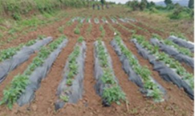 NARO Boss Commends Korea Partnership for Agricultural Innovation Driving Uganda's Growth