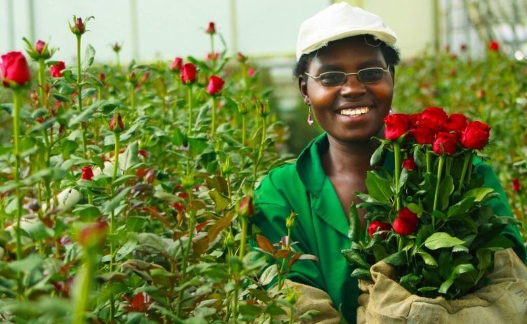 UK Temporarily Waives Cut Flower Tariffs to Boost Trade with East Africa