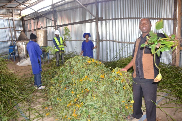 Ugandan Entrepreneur Turns Water Hyacinth into Valuable Animal Feeds and Organic Manure
