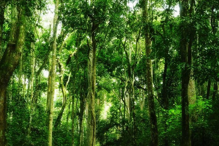 Are Forests a Blessing or a Curse as Natural Resources?