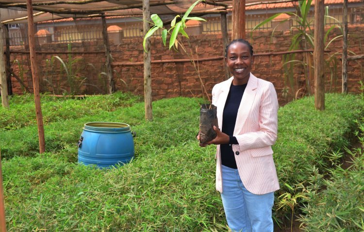 Divine Bamboo: Ugandan Startup Leading the Fight Against Deforestation with Innovative Briquette Making