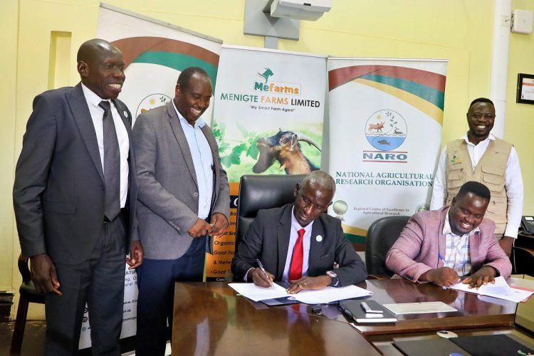 NARO Partners with Menigte Farms Limited to Advance Goat Farming