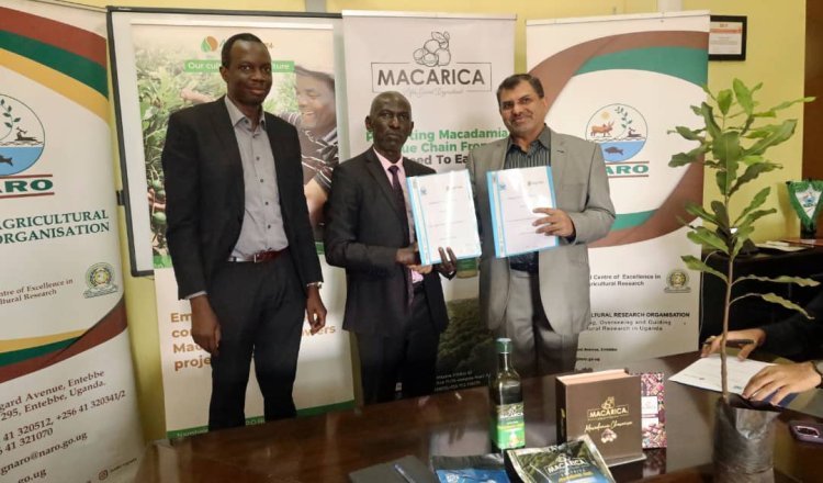 NARO, Amafh Farms Sign MoU to Boost Macadamia Production in Uganda