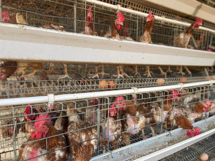 Ngamba Island and Volcano Coffee Set New Standards for Ethical Hospitality in Uganda