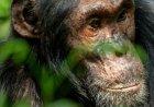 Community Conservation Efforts Emerge as Lifeline for Chimpanzees in Kagadi District
