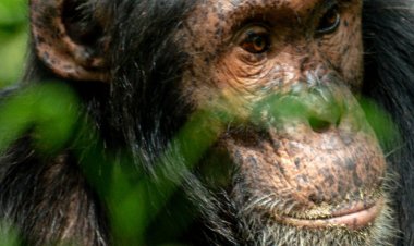Community Conservation Efforts Emerge as Lifeline for Chimpanzees in Kagadi District