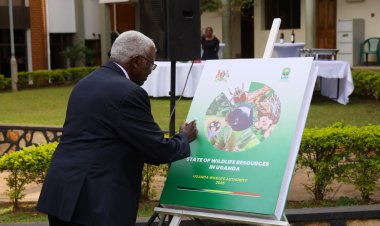 Uganda’s Wildlife Rebounds Amid Growing Threats, New Report Reveals