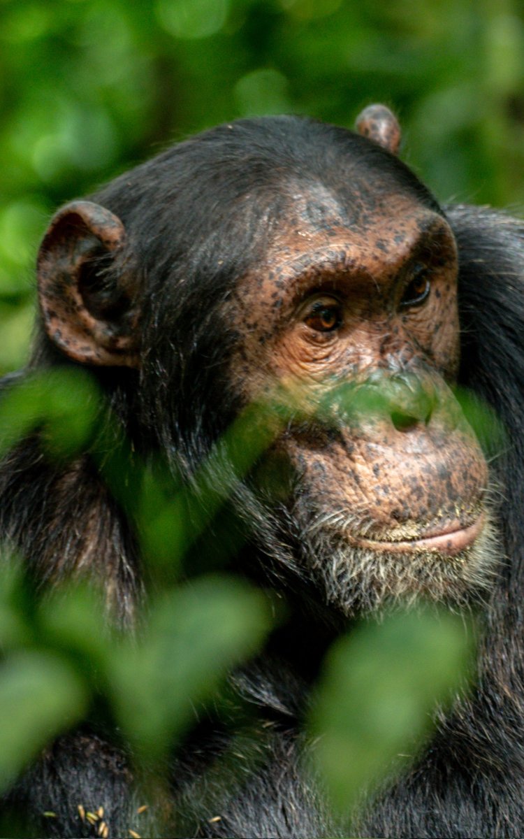 Community Conservation Efforts Emerge as Lifeline for Chimpanzees in Kagadi District