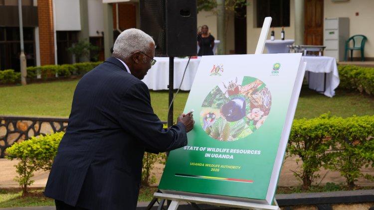 Uganda’s Wildlife Rebounds Amid Growing Threats, New Report Reveals